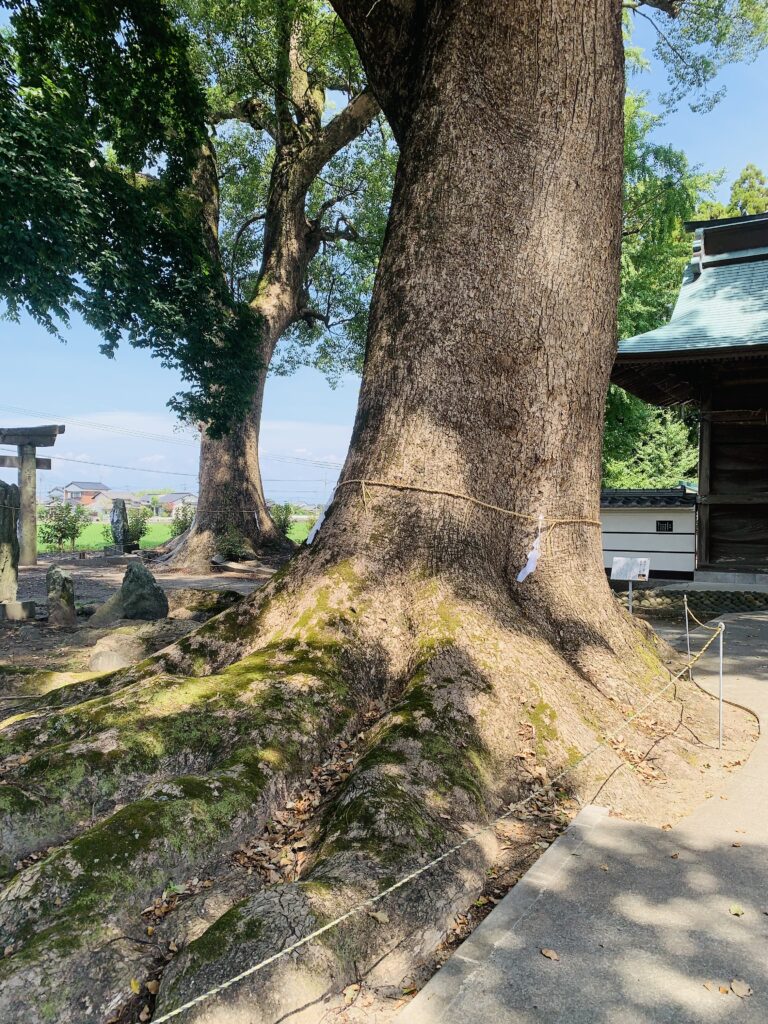 おおきなご神木の写真